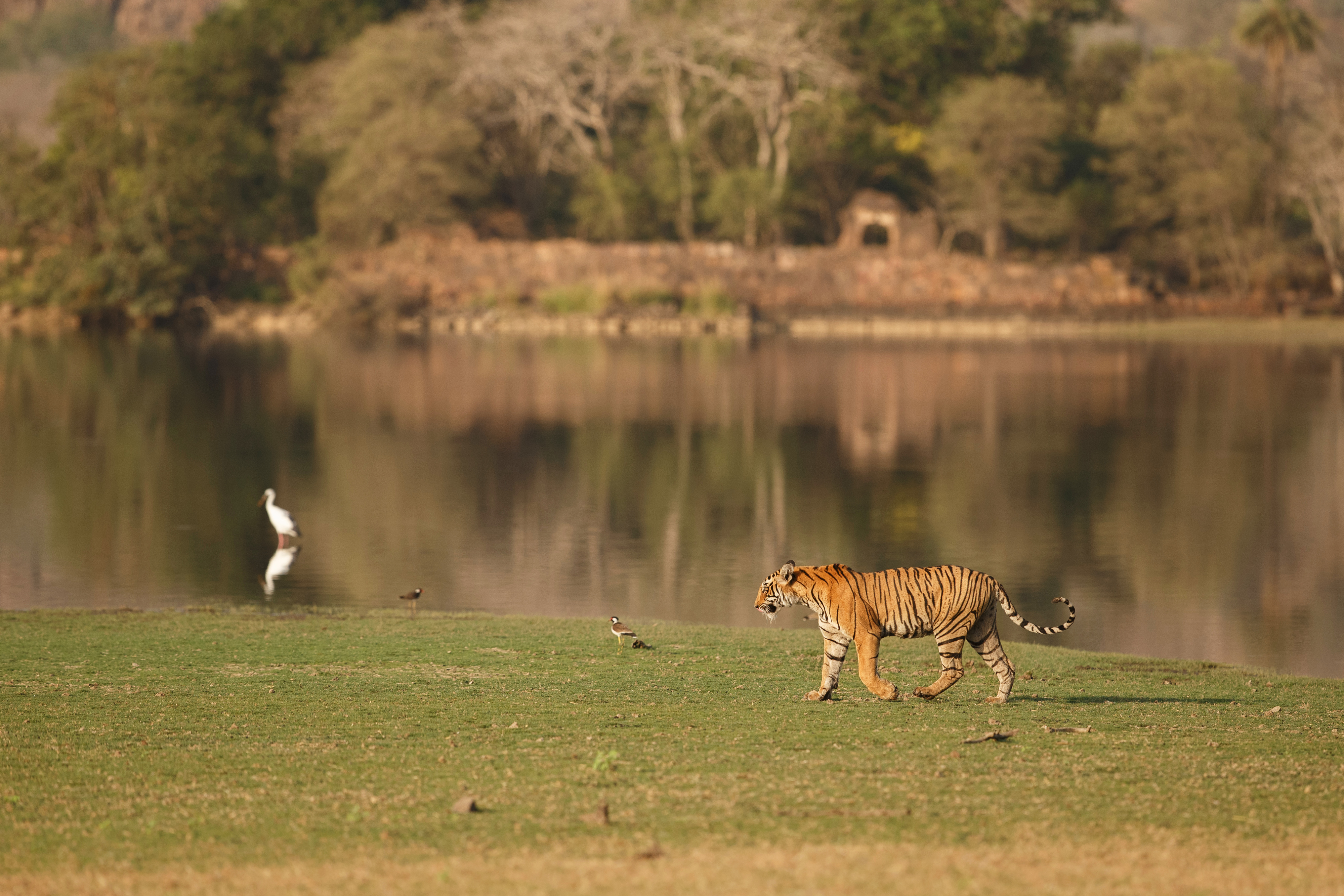 Waterhole at Tadoba