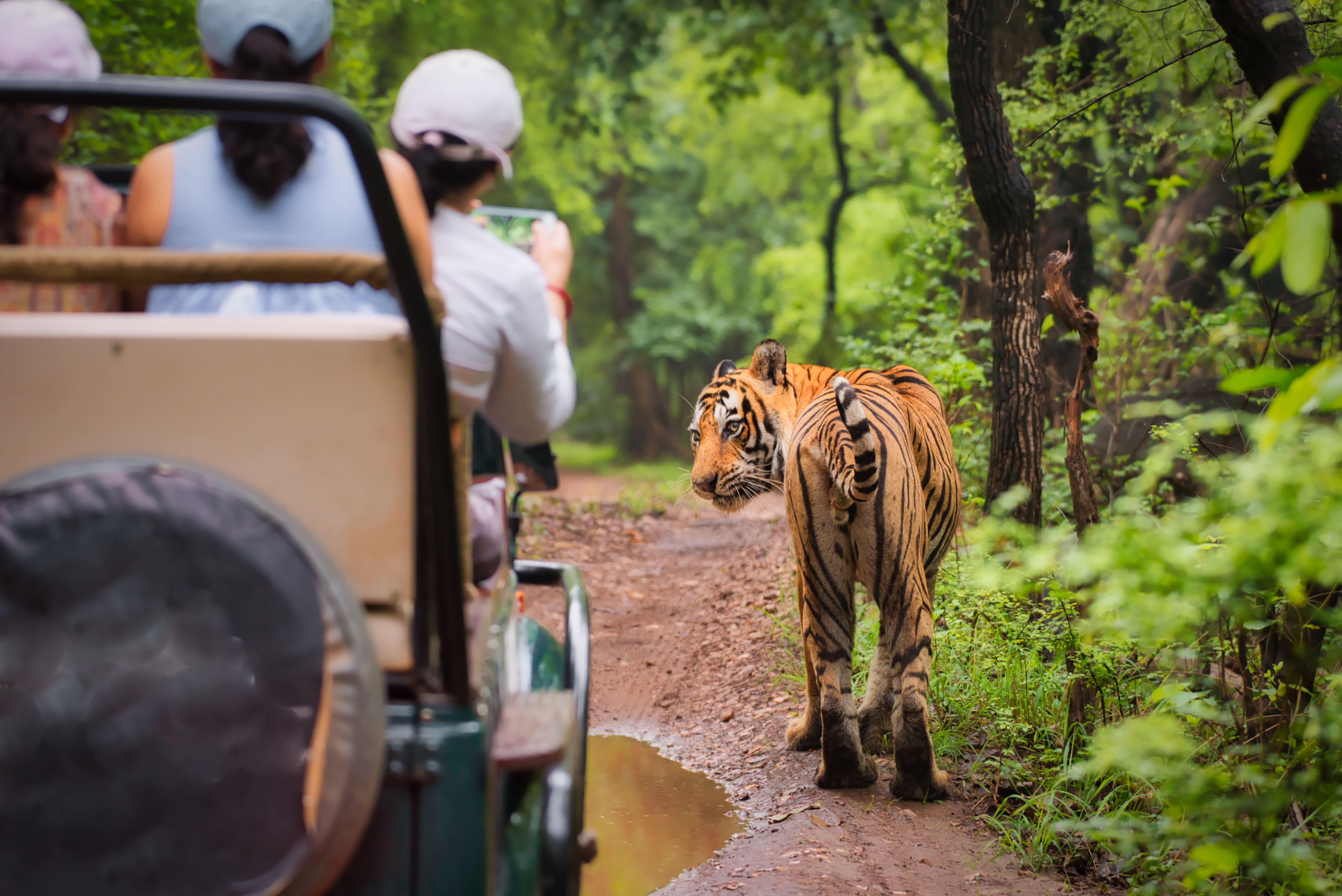 Wildlife Safari at Tadoba