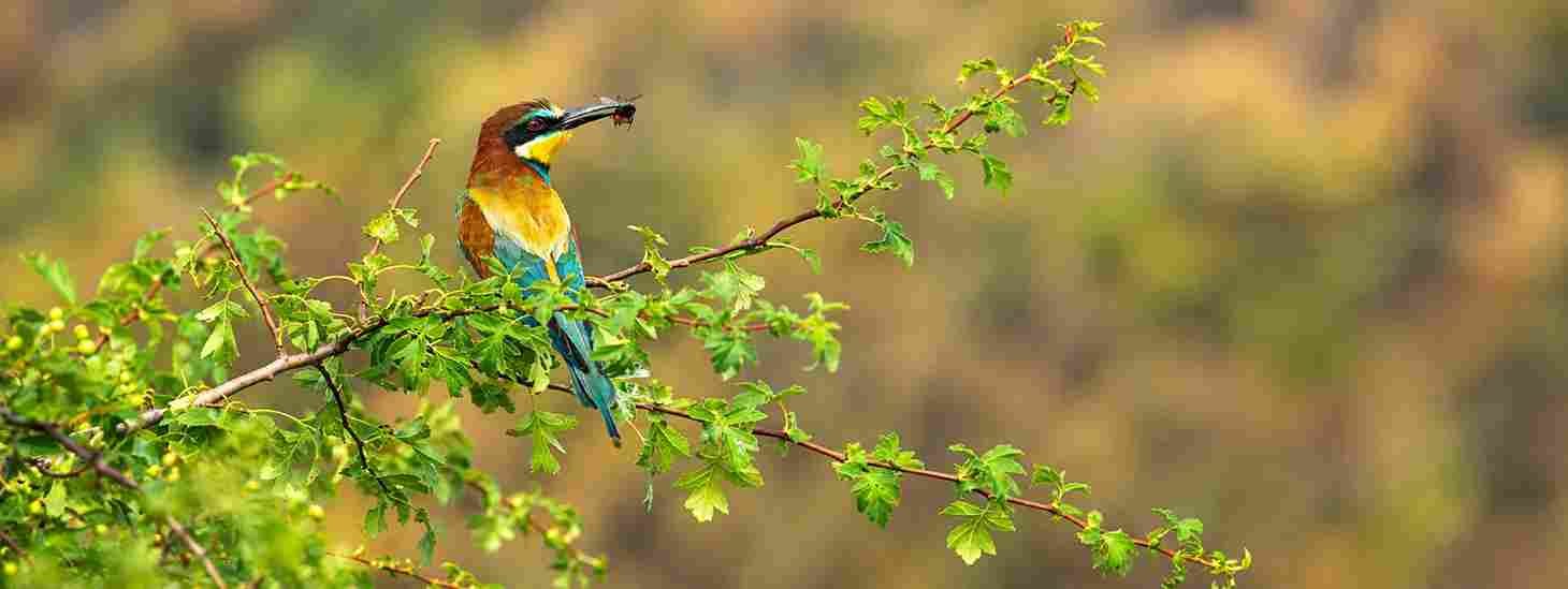 Bird Watching Spots