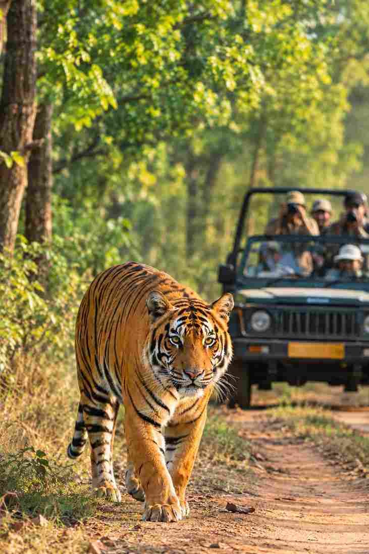 Tiger Sightings