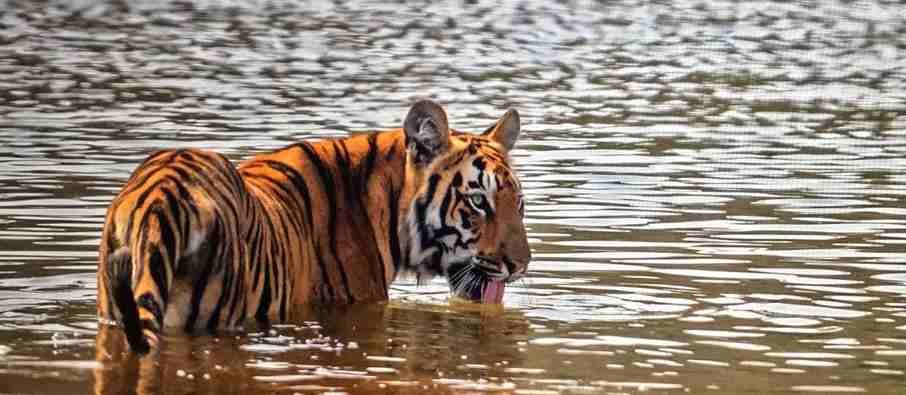 Tadoba Lake