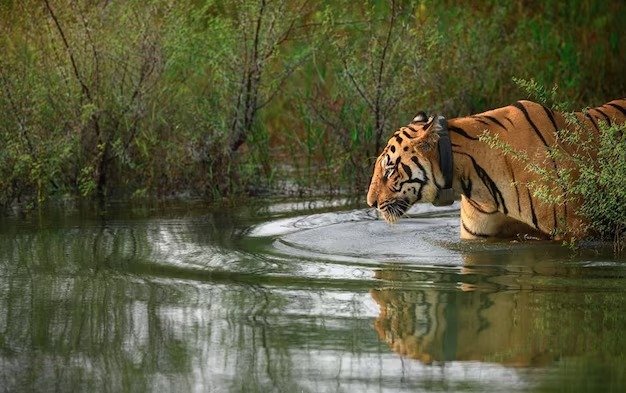 Go on a Tadoba Jungle Safari