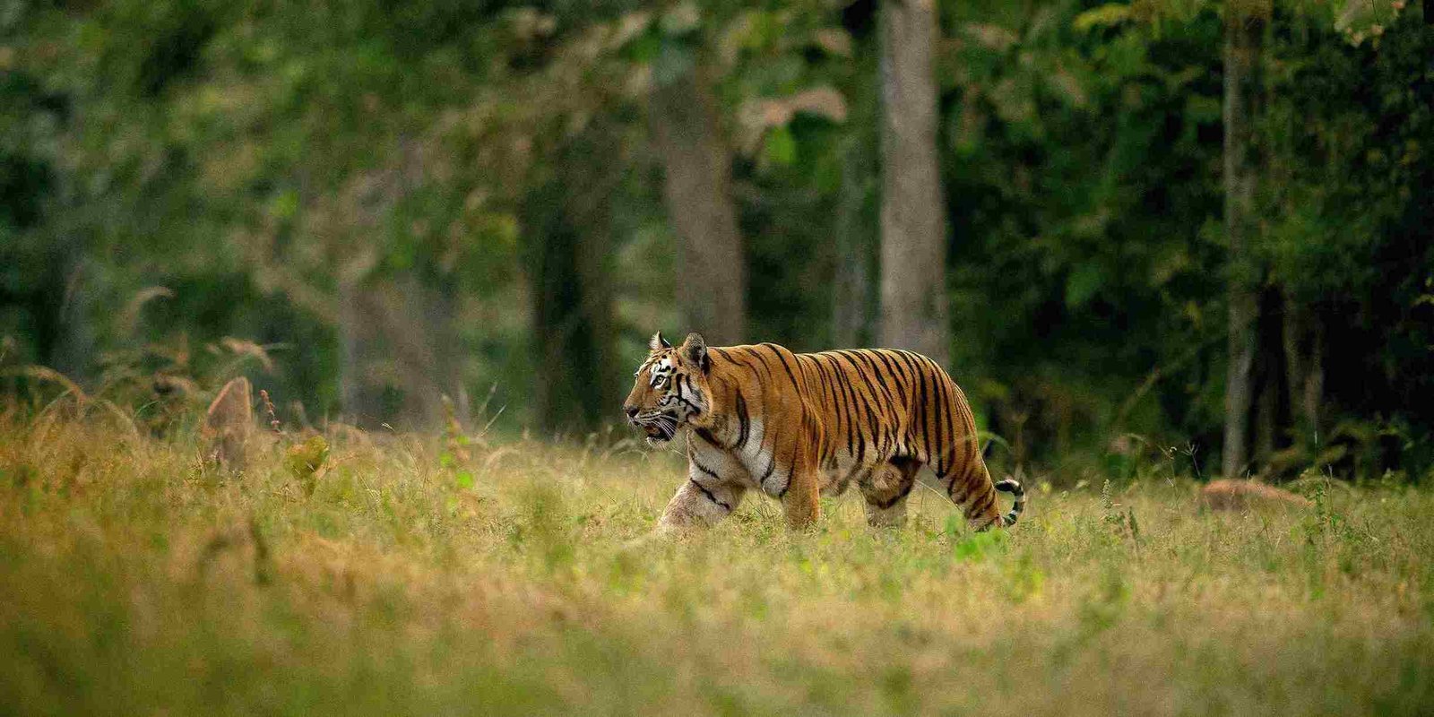 Extend Your Trip to Nearby Tiger Reserves