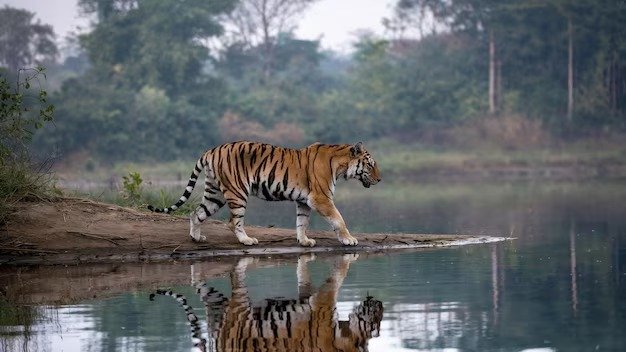 Spend Time at Tadoba Lake