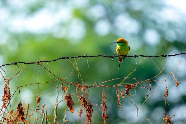 Go Birdwatching in Tadoba
