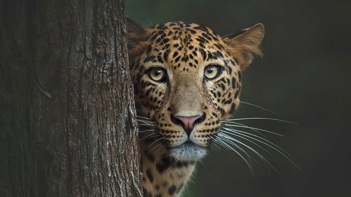 Try Wildlife Photography